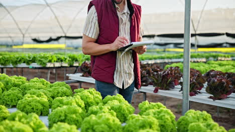 hydroponic lettuce cultivation in a greenhouse