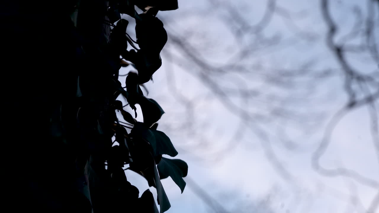 ствол дерева покрыт зелеными листьями, ветер шевелит зеленые присоски дерева на фоне ветвей