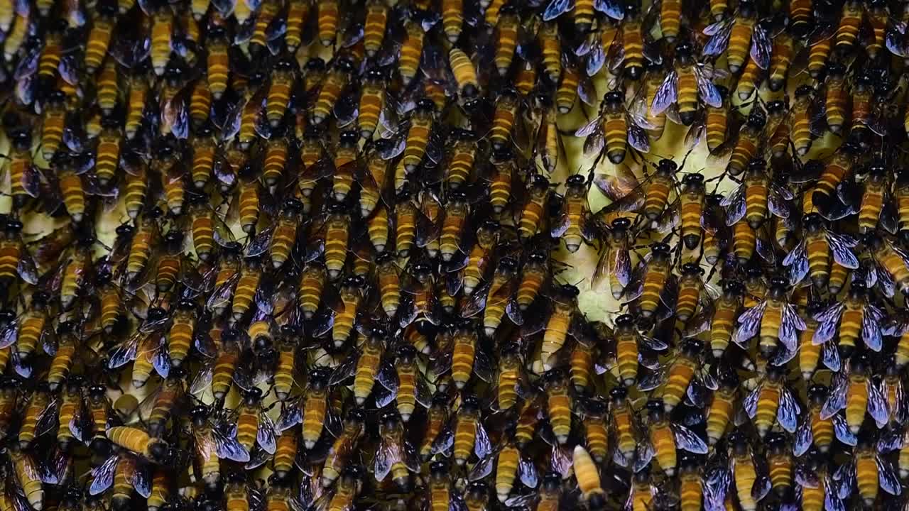 se sabe que las abejas melíferas gigantes construyen grandes colonias de nidos con bolsillos simétricos hechos de cera para almacenar miel como fuente de alimento.