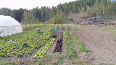 two farmers working in field 4k