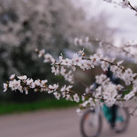 flowering tree over nature background