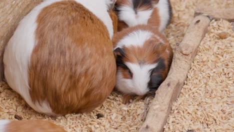 Small-baby-Guinea-pigs-eating-next-to-the-mom,-family-togethernes