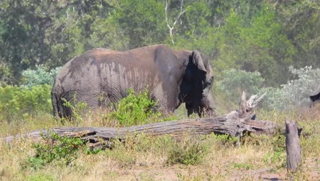 Afrikanischer-Elefantenstaub,-Der-In-Der-Wildnis-Badet