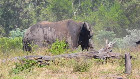 elefante africano bañándose en el polvo en el desierto