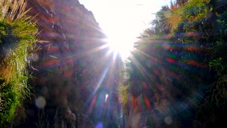 plant covered canyon walls in oasis paradise with stunning sunlight glare, remote wilderness nature of wadi ghuweir in jordan