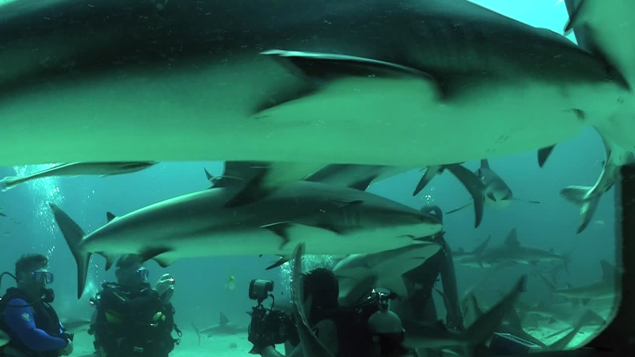 buenas imágenes de muchos tiburones nadando bajo el agua 1