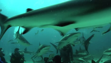 buenas imágenes de muchos tiburones nadando bajo el agua 1