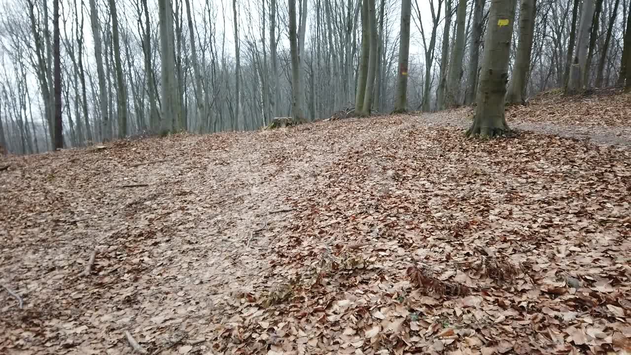 Sessão de fotos na floresta de inverno