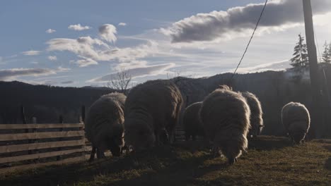 Valais-Blacknose-sheep-roaming-and-grazing-on-grass-with-mountains,-clouds-and-rising-smoke-in-the-background-at-sunset