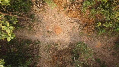 cortar árboles en la jungla hizo que el lugar creara vacío