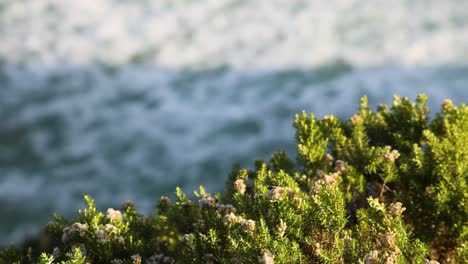 green bushes with ocean waves in the background