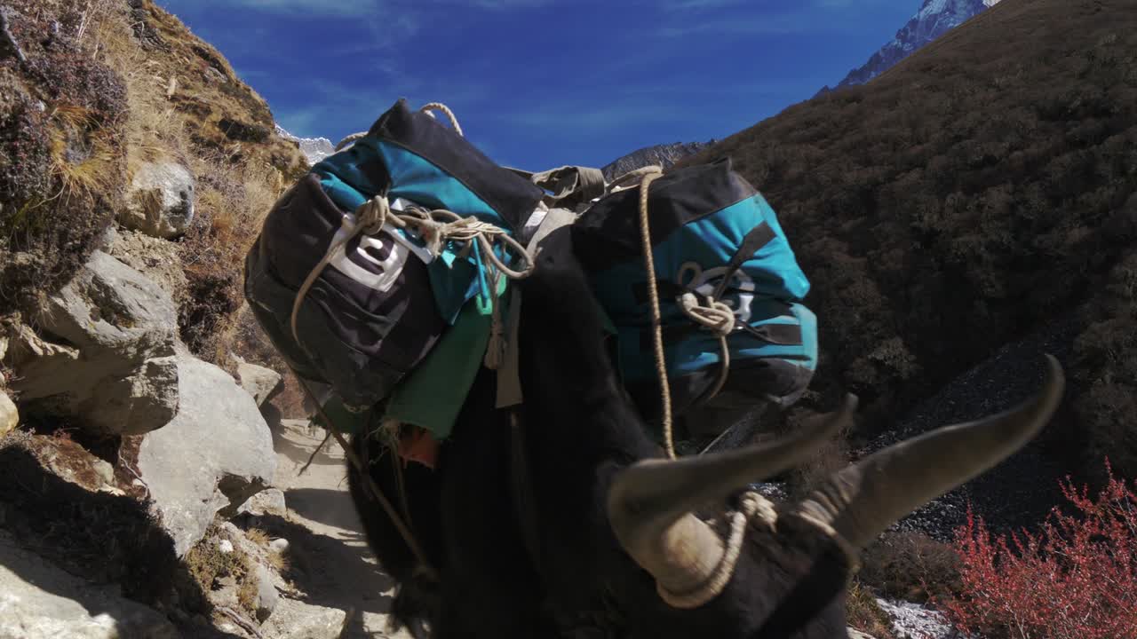 야크 (yaks) 는 트레킹 탐험을 위해 산길을 가로질러 물품을 운반합니다. 사가르마타 국립공원, 네팔