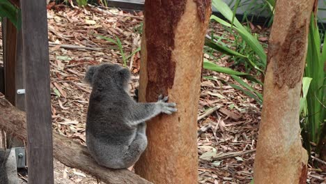 Koala,-Der-Sein-Essen-Gegen-Einen-Großen-Eukalyptusbaum-Klopft