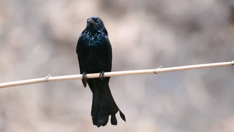 The-Hair-crested-Drongo-or-is-a-bird-in-Asia-from-the-family-Dicruridae-which-was-conspecific-with-Dicrurus-bracteatus-or-Spangled-Drongo-in-which-it-can-be-tricky-to-differentiate-from-each-other