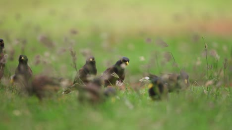 flock of myna or mynah birds peck and hop around in grass weeds hunting for insects, telephoto