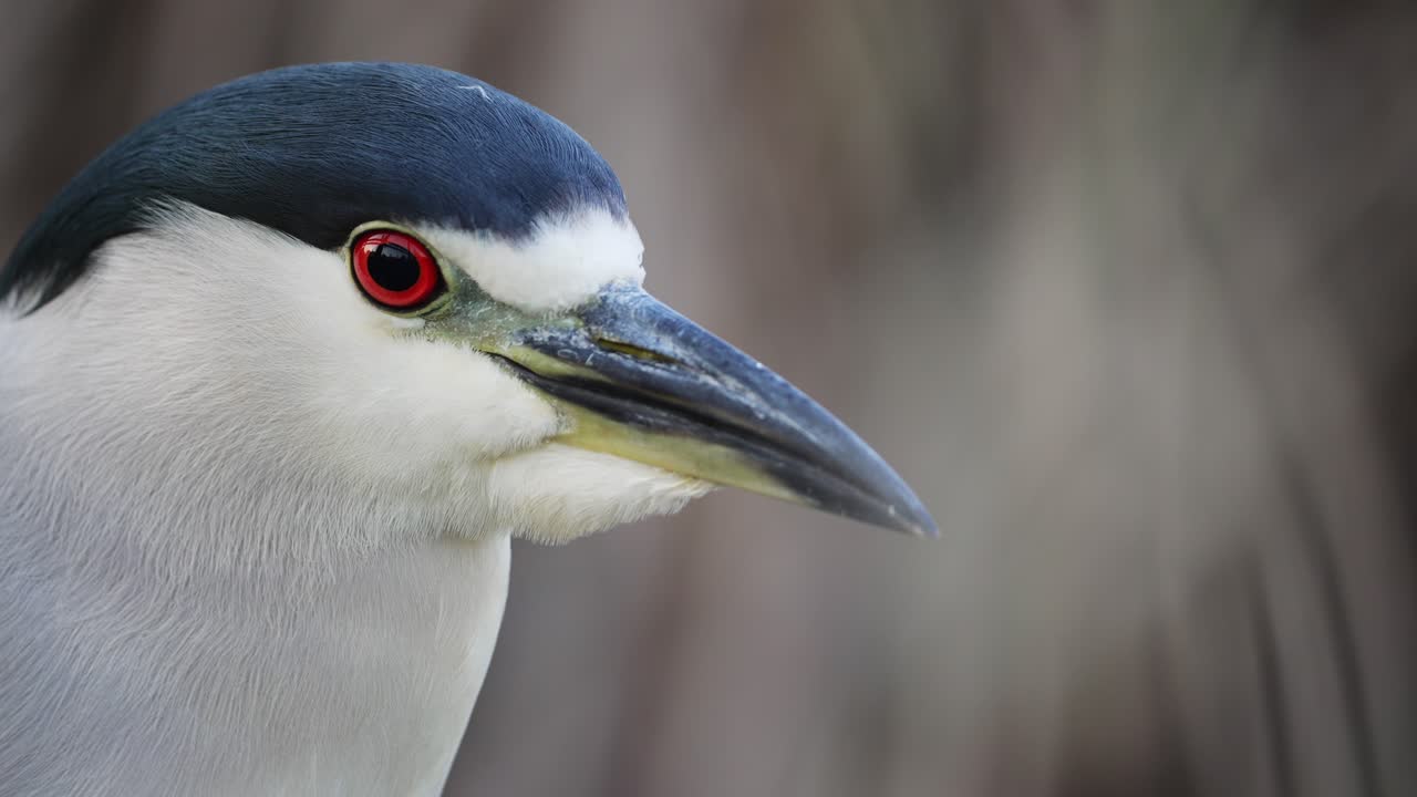 garza nocturna de corona negra con ojos rojos mirando a la cámara, macro de cerca en 4k