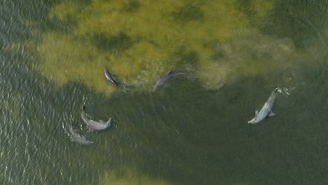 drone shot dolphins swimming and playing in natural habitat ocean water