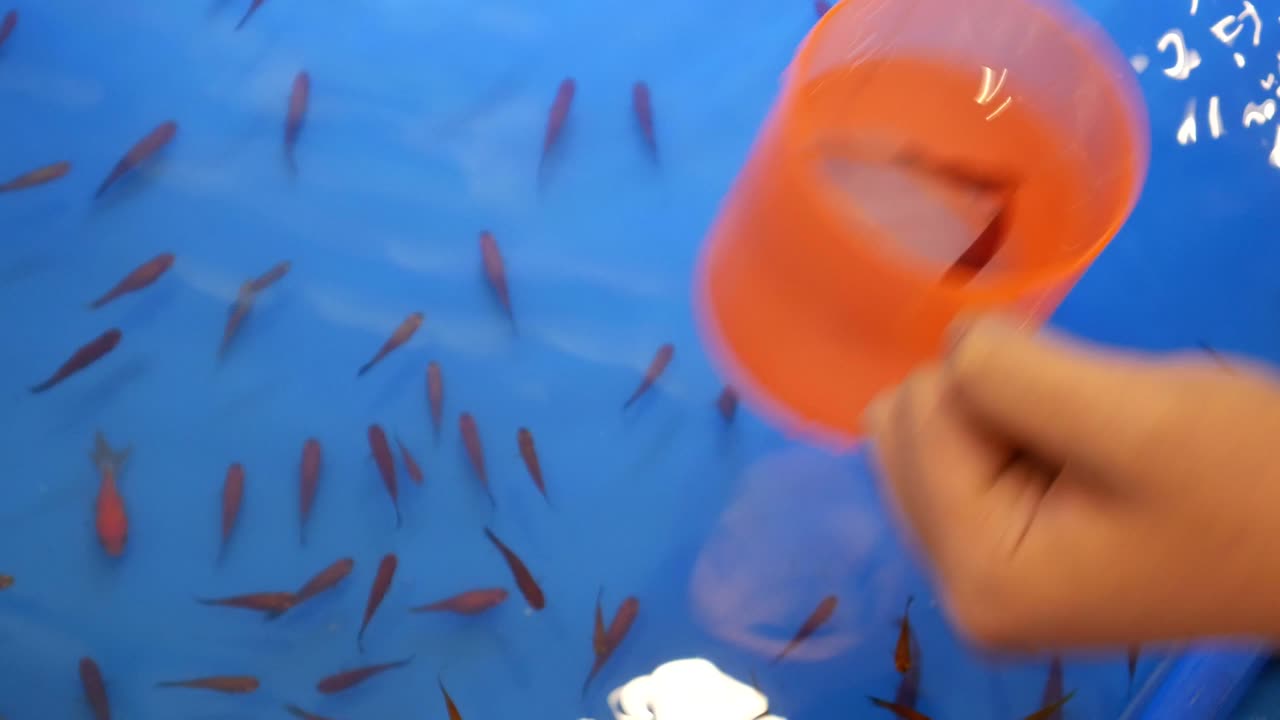 골드피시 스쿠핑 게임