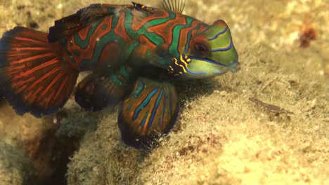 Mandarin-fish--feeding-super-close-up