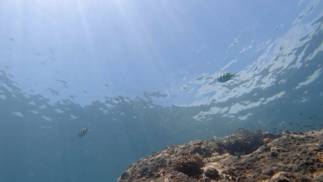 toma submarina de corales y peces nadando en aguas cristalinas del mar de andaman en tailandia