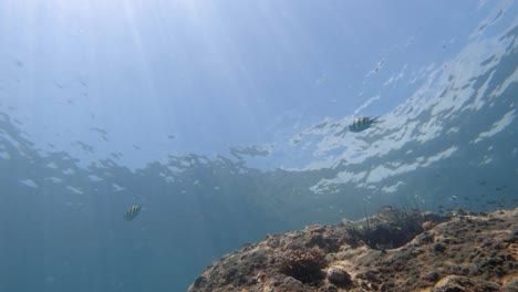 underwater shot of corals and fish swimming in clear water of andaman sea in thailand