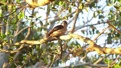 beautiful wildlife close up shot capturing a wild laughing kookaburra, dacelo novaeguineae perching on tree branch, looking and wondering around its surrounding environment at sunset golden hours