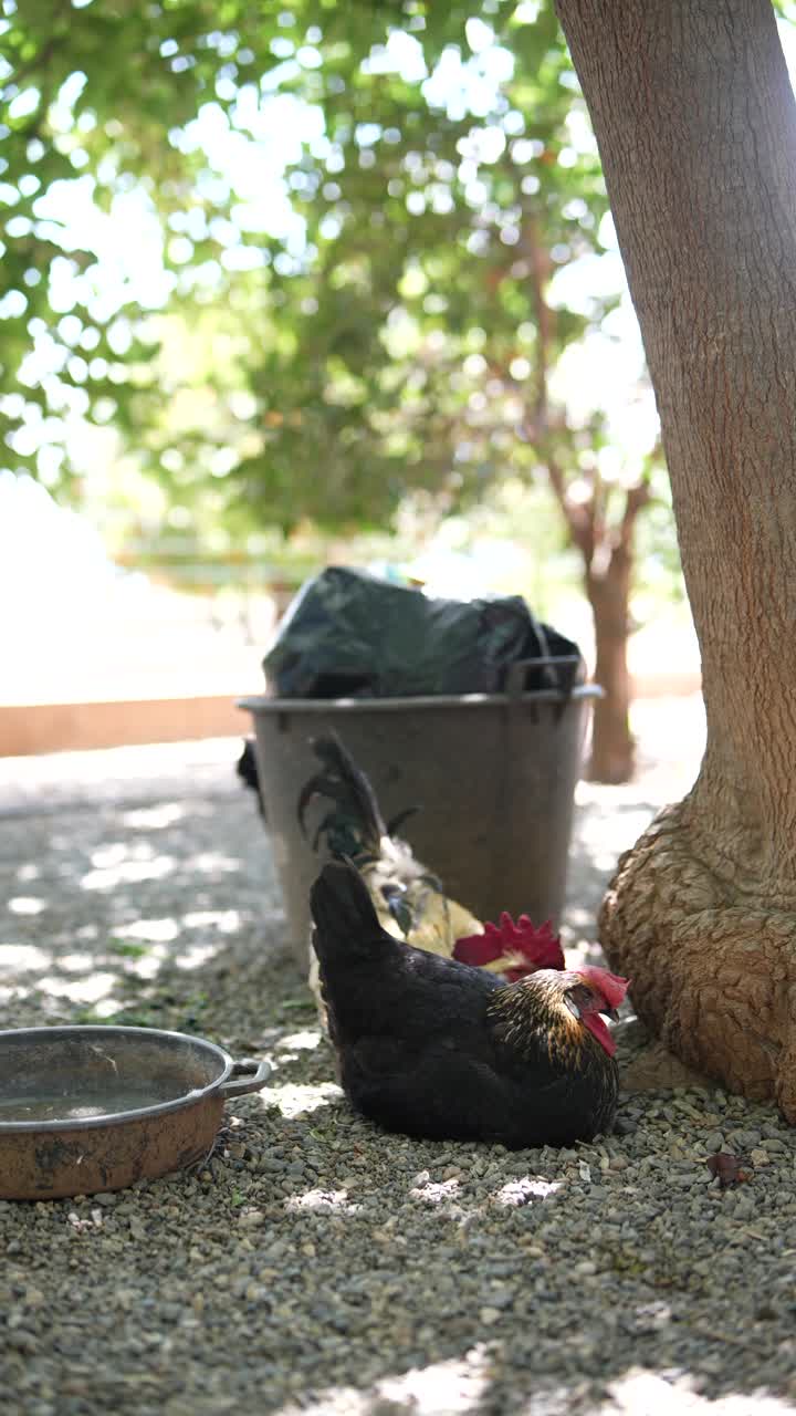 나무 에서 휴식을 취하고 있는