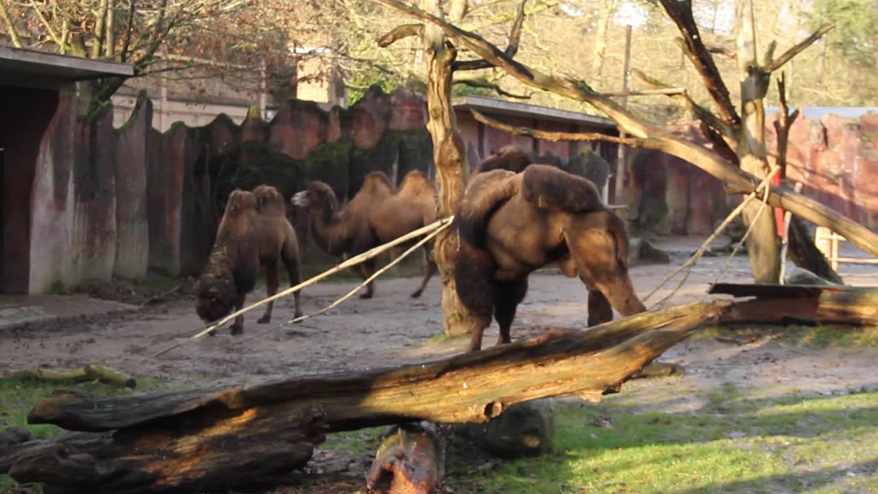 Several camels eating, walking and standing around in zoo