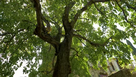 walking under a tree with the sun passing through the leaves in a french provencal village in slowmotion