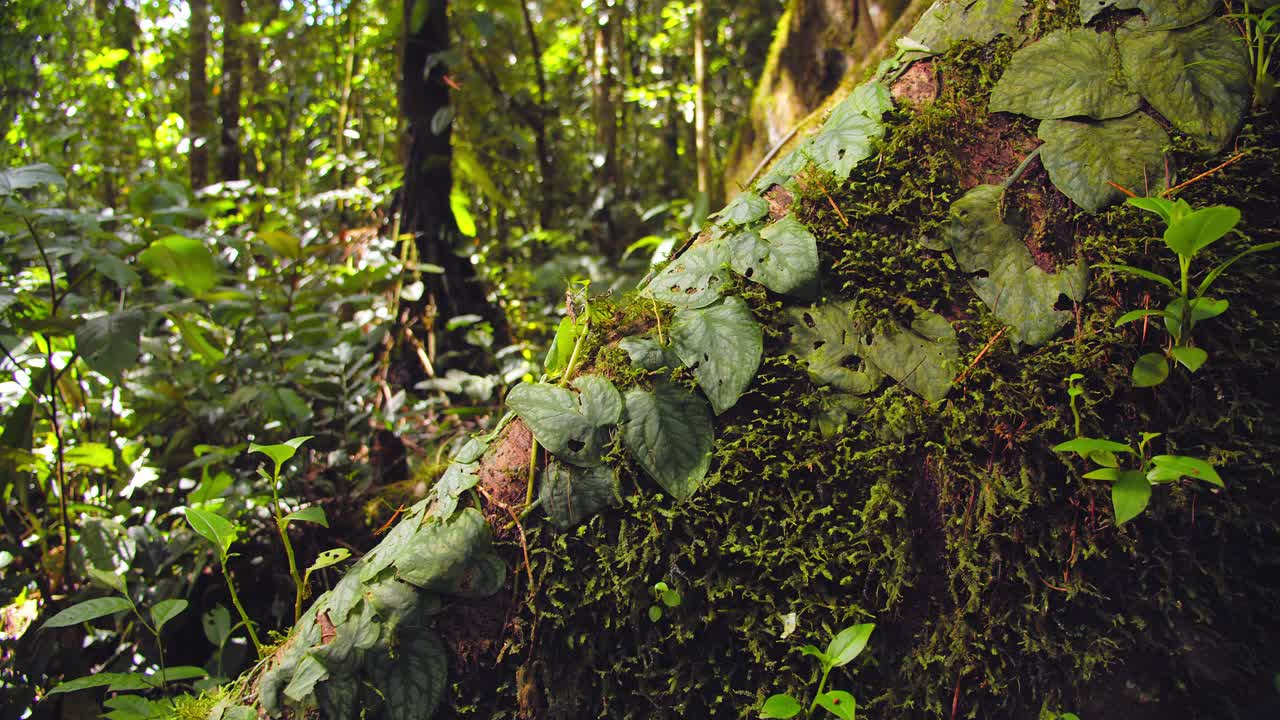 Massive buttress roots sprawl from a jungle giant in Peru’s Amazon, captured in forest-floor detail.