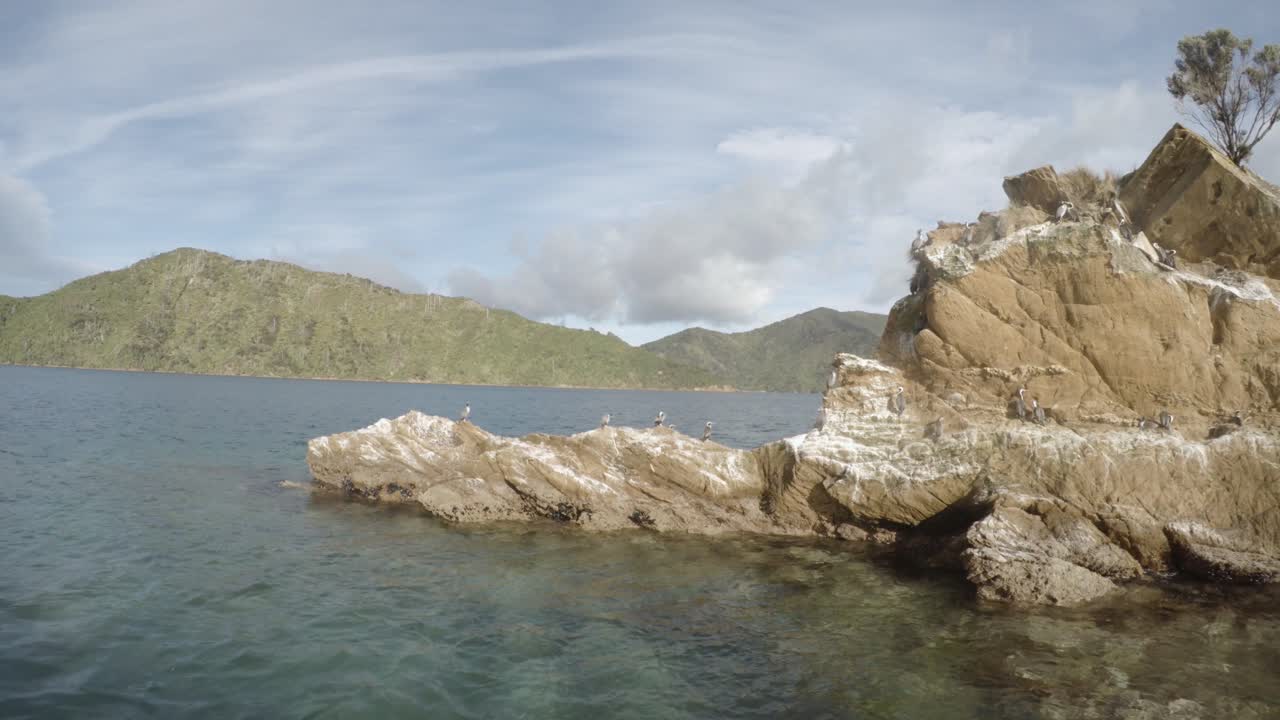 Una colonia di cormorani maculati seduti su una roccia. Marlborough Sounds, Nuova Zelanda.