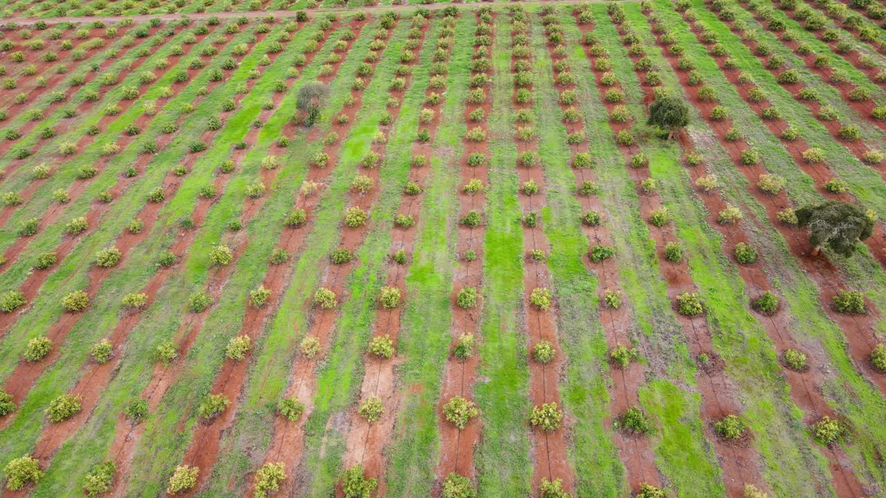 스마트 농업 기술 - 케냐 아보카도 농장의 공중 드론 보기