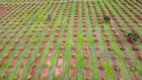 tecnología de agricultura inteligente: vista aérea de drones de una granja de aguacate en kenia