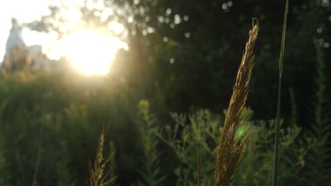 grass with seeds at sunset in a city park