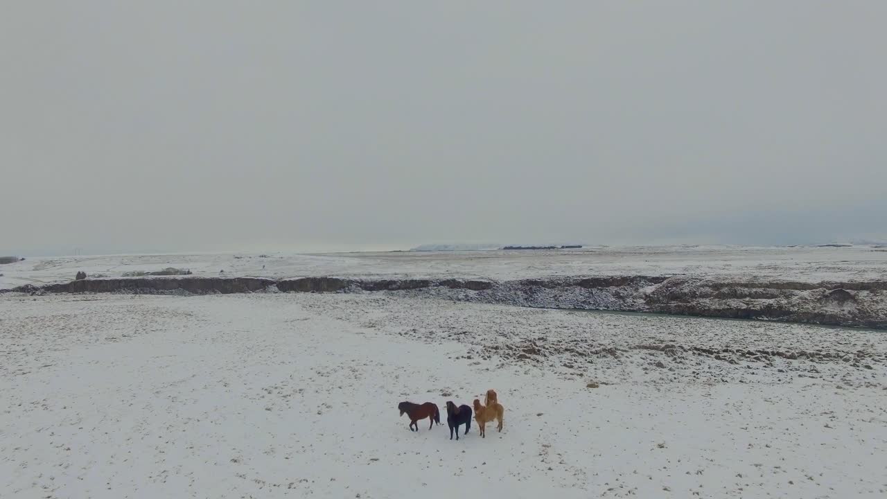 Cavalos islandeses perto de rio e montanhas, avanço lento de drone 4K.