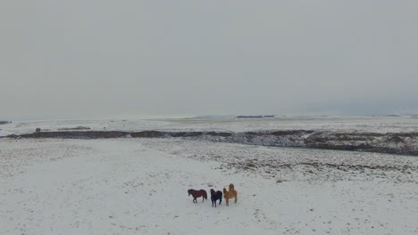 iceland horses near river and mountains slow push forward drone 4k