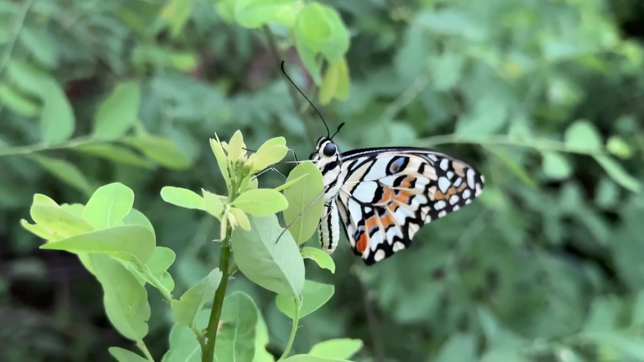 Primo piano di una farfalla colorata posata su foglie verdi