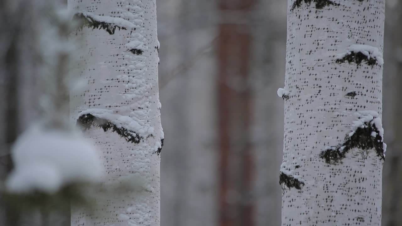 겨울 숲 에 있는 눈 인 버드 나무 들