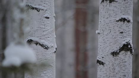 snowy birch trees in a winter forest