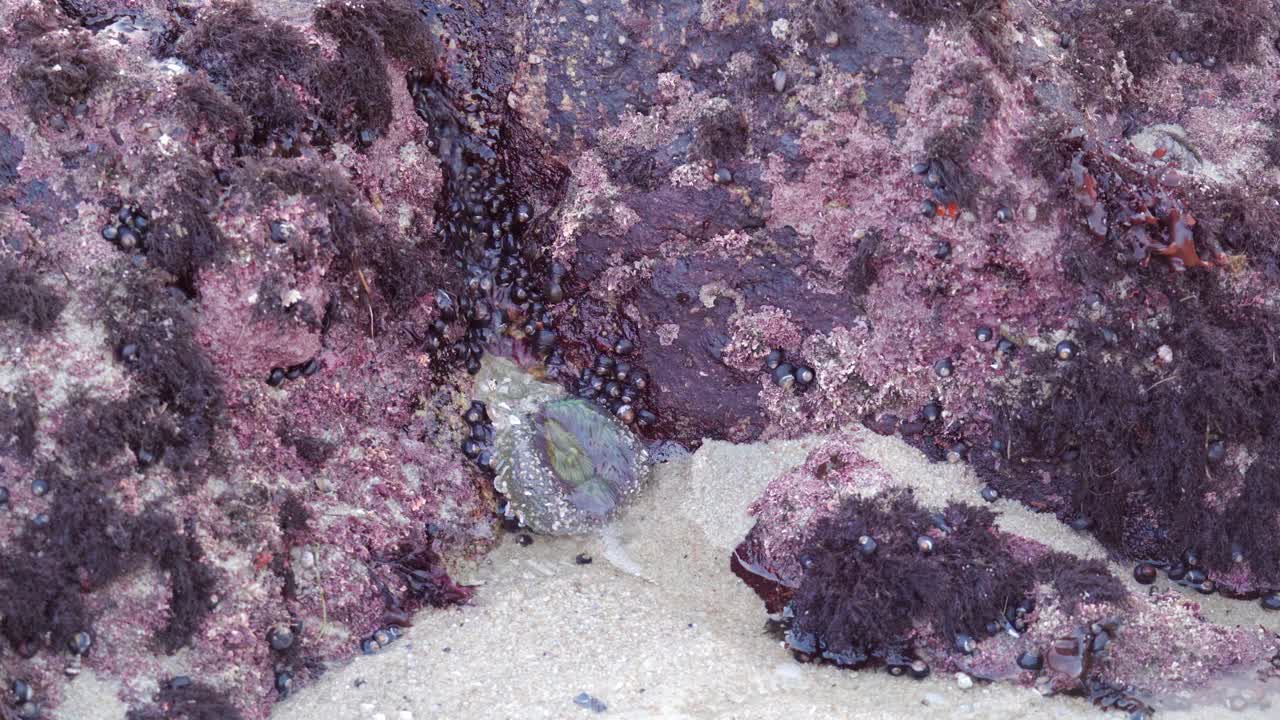 썰물 때 조수 웅덩이에서 바위의 갈라진 틈을 통해 모래 해변과 바다로 물이 흘러나온다