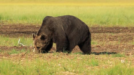 El-Oso-Pardo-(ursus-Arctos)-En-La-Naturaleza-Salvaje-Es-Un-Oso-Que-Se-Encuentra-En-Gran-Parte-Del-Norte-De-Eurasia-Y-América-Del-Norte.-En-América-Del-Norte,-Las-Poblaciones-De-Osos-Pardos-A-Menudo-Se-Denominan-Osos-Pardos.