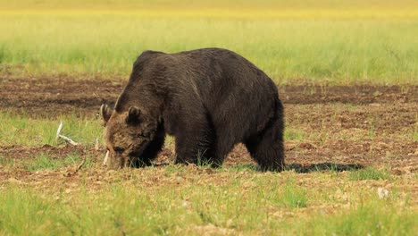 brown bear (ursus arctos) in wild nature is a bear that is found across much of northern eurasia and north america. in north america, the populations of brown bears are often called grizzly bears.