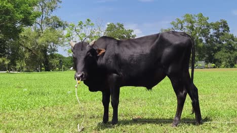 black cow in a field