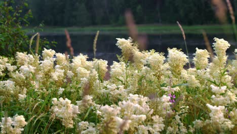 Mariposas-Junto-Al-Lago-En-Suecia