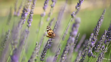 slow motion close up video of a butterfly in a lavender field