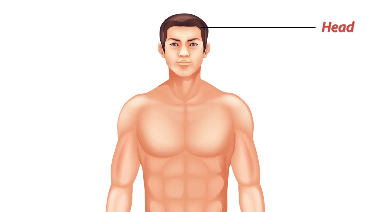 animación educativa del cuerpo humano y etiquetas de anatomía