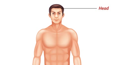 educational animation of human body and anatomy labels