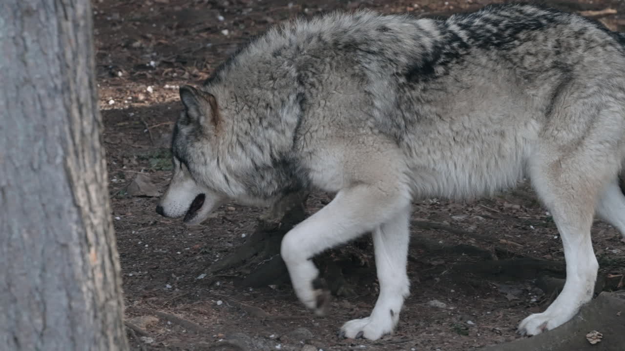 Gray Wolf Walking in the Forest - slow motion