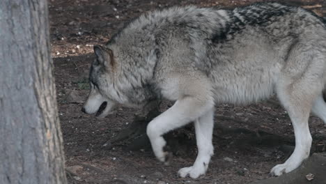 gray wolf walking in the forest - slow motion