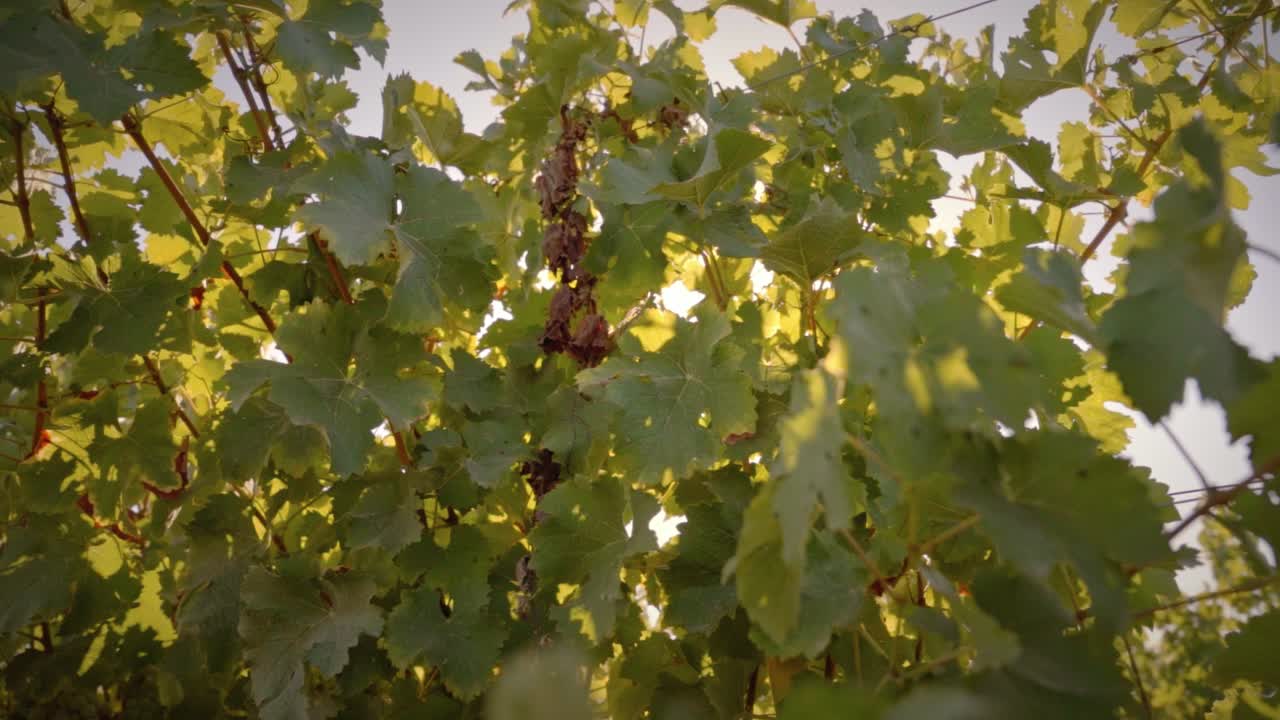 hojas de vid de viñedo al atardecer con bengalas